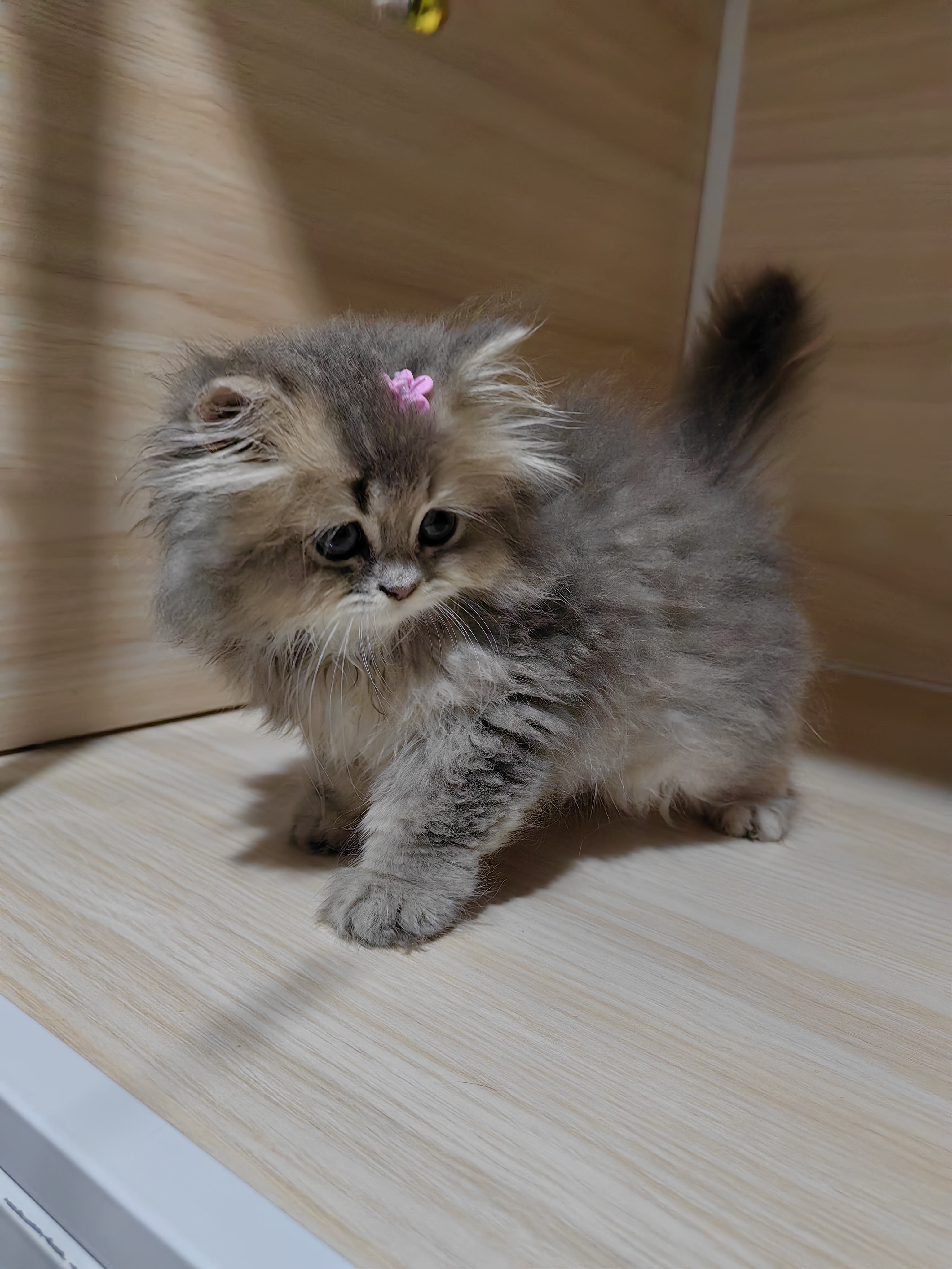 长毛蓝金渐层妹妹
